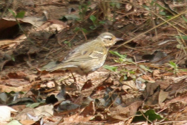 Olive-backed Pipit - ML46887491
