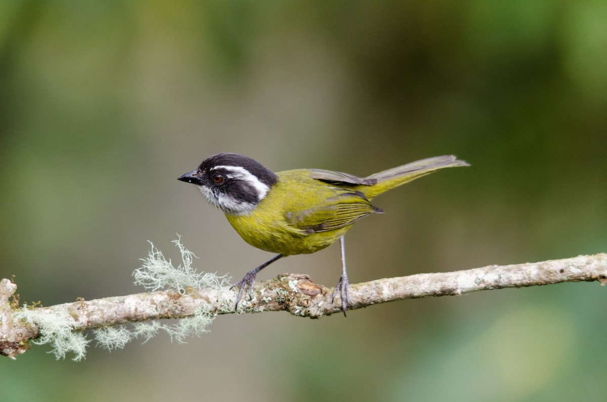 Sooty-capped Chlorospingus - Brian McGee