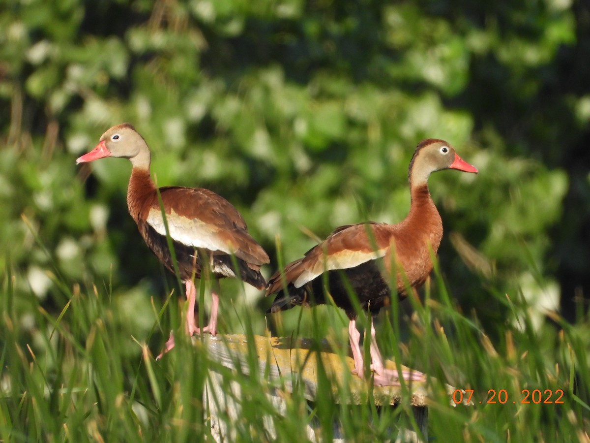 Black-bellied Whistling-Duck - Bob Anderson