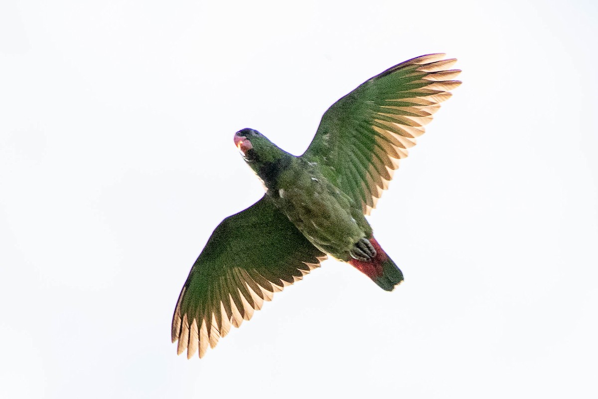 Red-billed Parrot - Neil Hayward