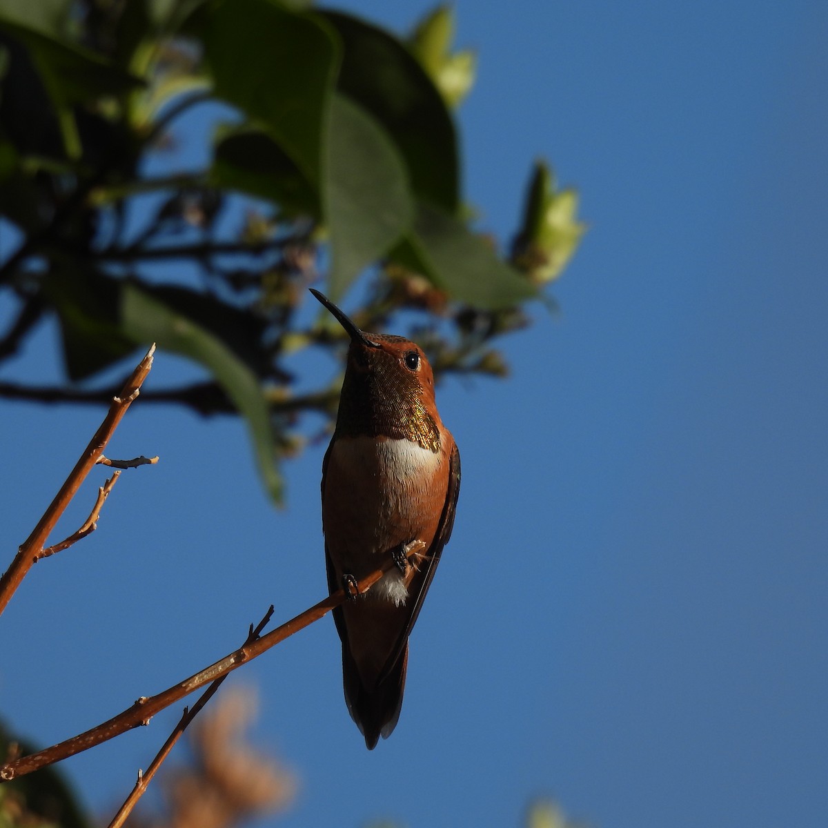 Rufous Hummingbird - ML468888671