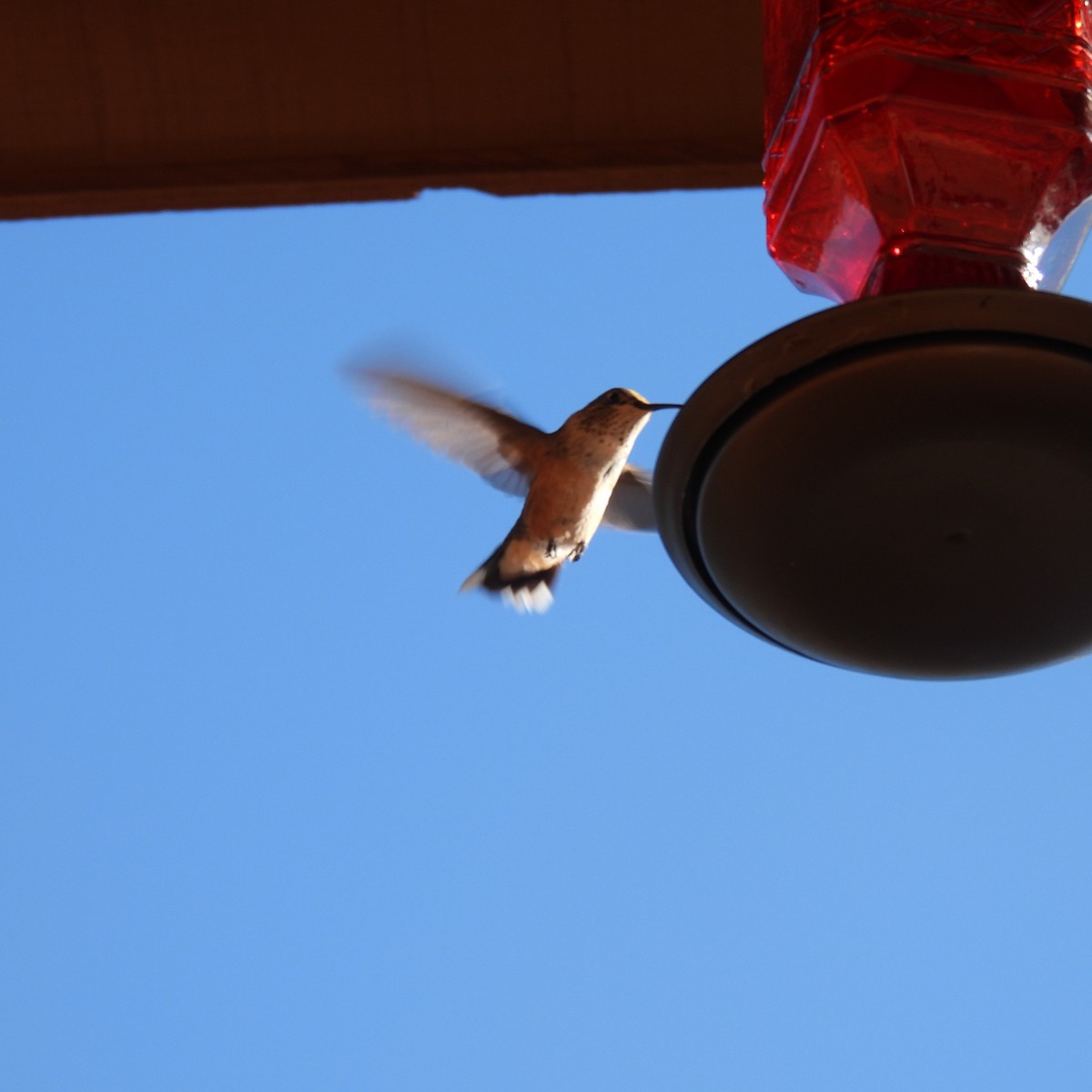 Calliope Hummingbird - ML468888681