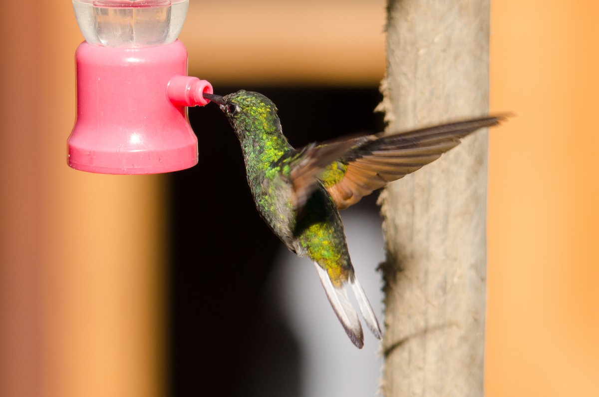 Stripe-tailed Hummingbird - ML46889301