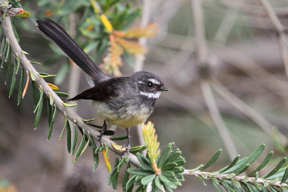Gray Fantail (albiscapa) - Ric Else
