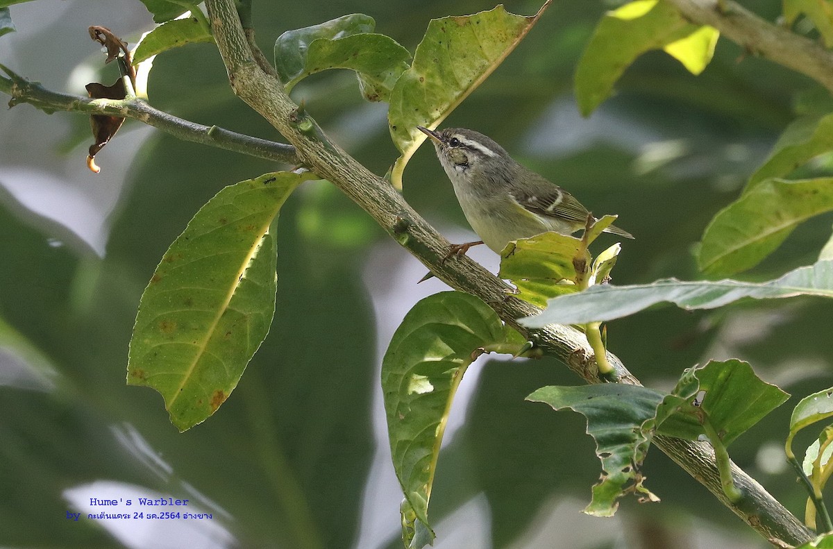 Hume's Warbler - ML468893281