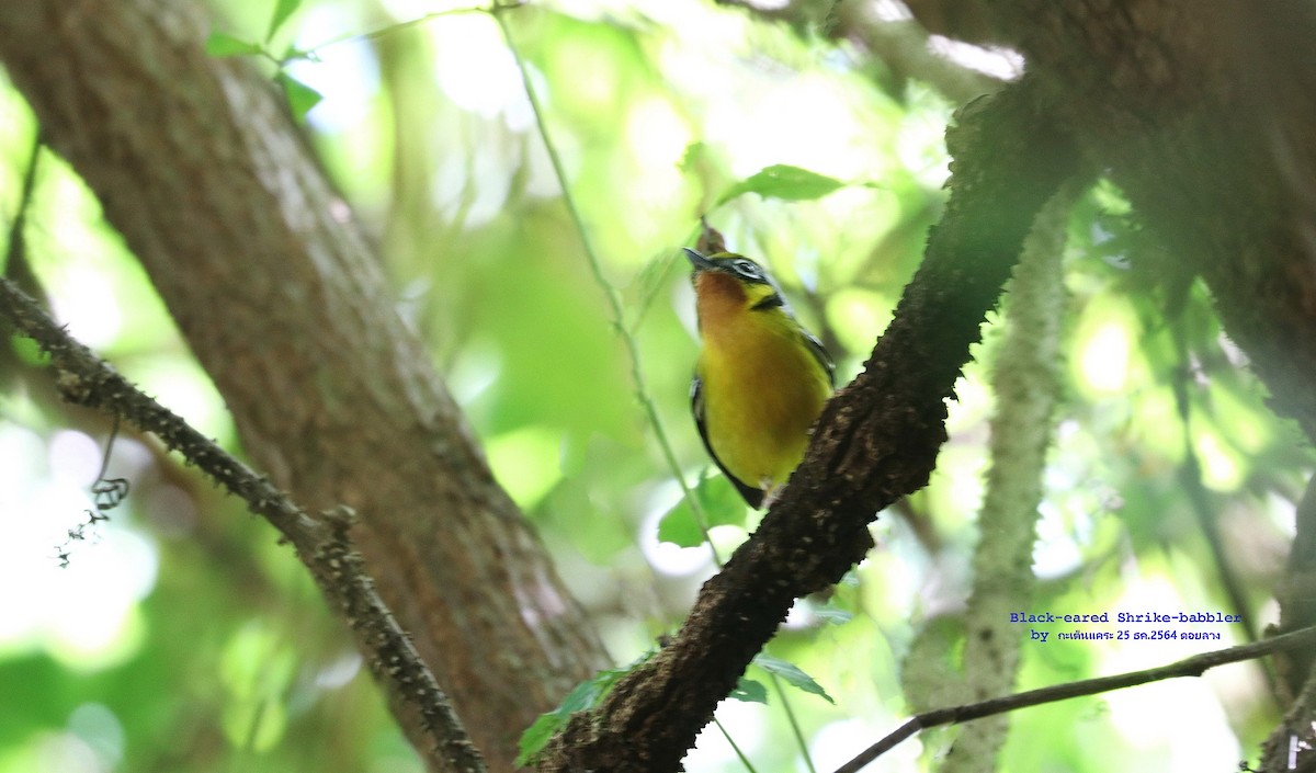 Black-eared Shrike-Babbler - Argrit Boonsanguan