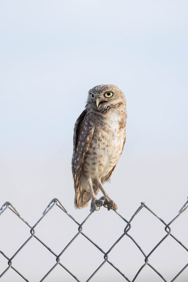 Burrowing Owl - ML468897891