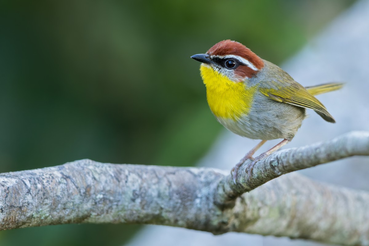 Rufous-capped Warbler - ML468901431