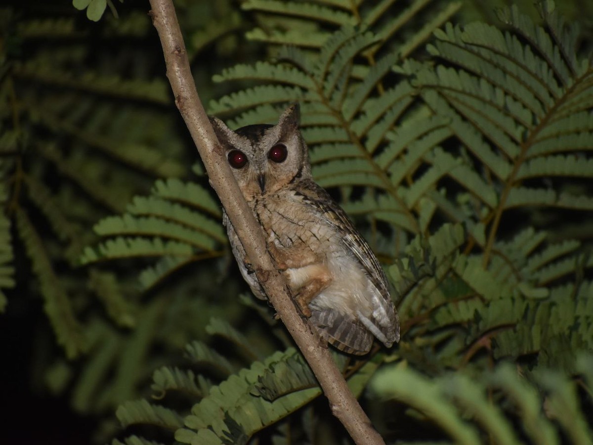 Indian Scops-Owl - ML468915691