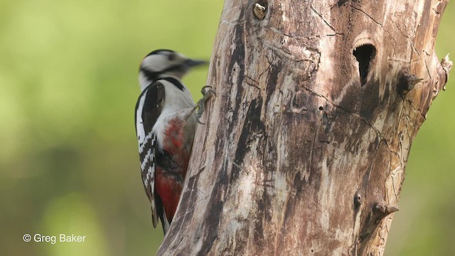 Great Spotted Woodpecker - ML468919321