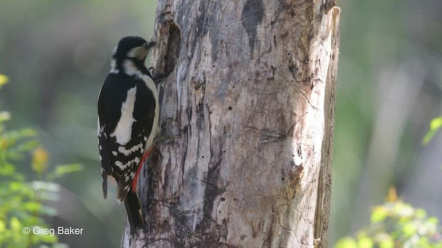 Great Spotted Woodpecker - ML468919341