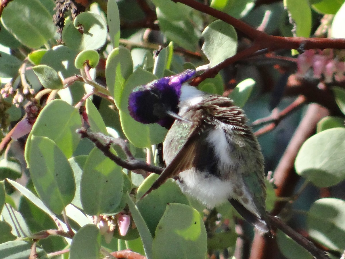 Costa's Hummingbird - ML46892021