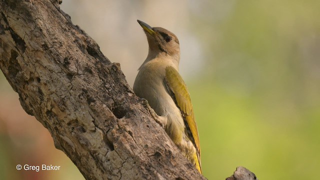 Gray-headed Woodpecker - ML468920491