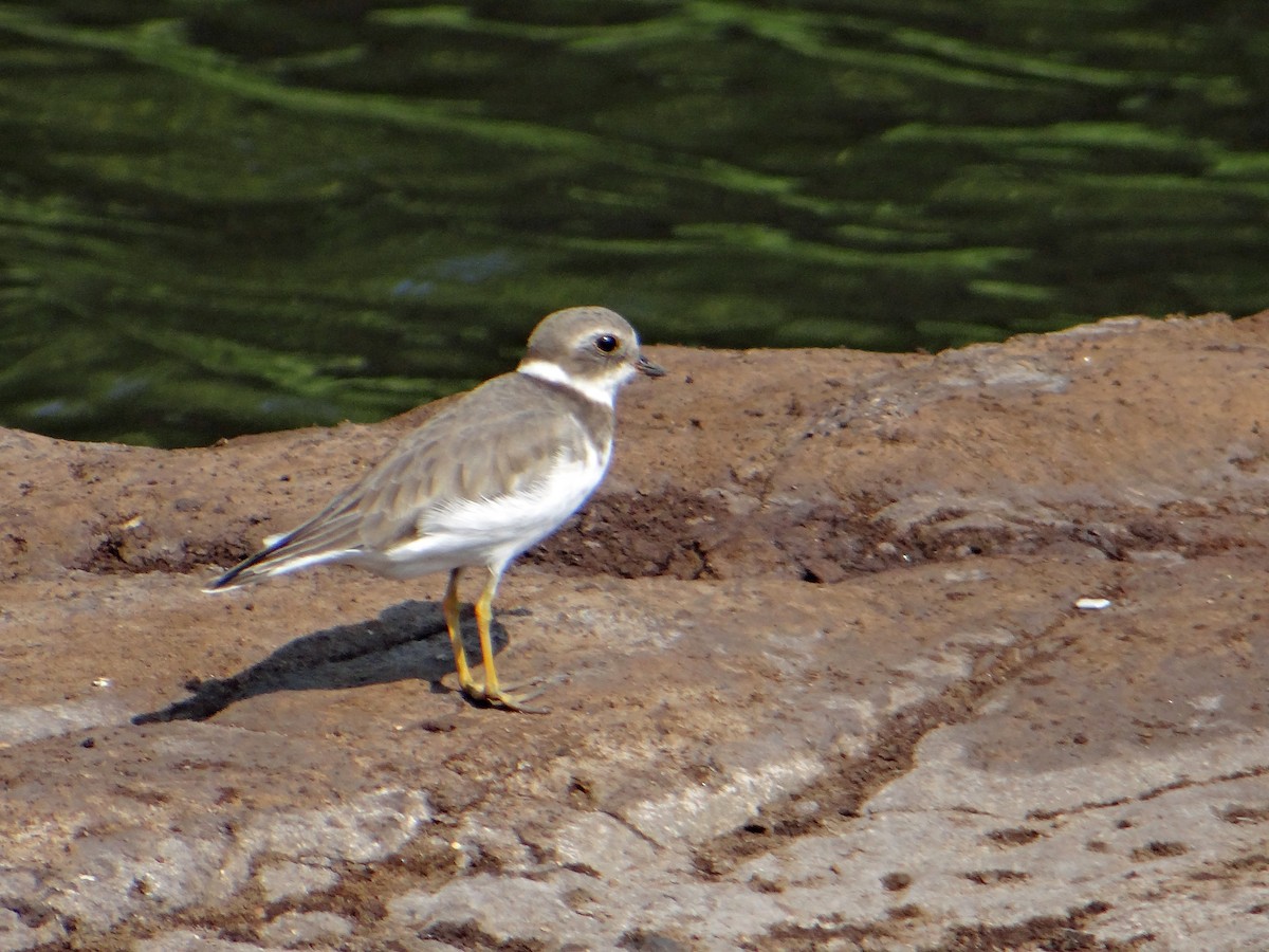 Semipalmated Plover - ML46892401