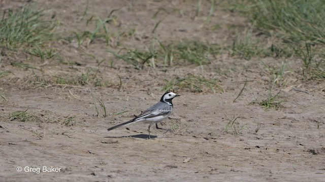 White Wagtail (White-faced) - ML468924621
