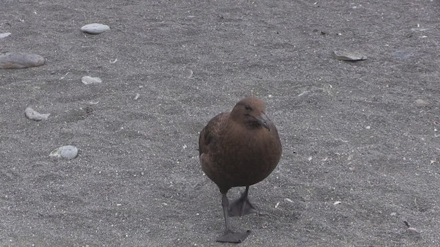 Brown Skua (Subantarctic) - ML468925041