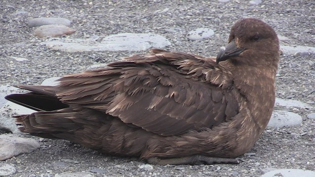 Brown Skua (Subantarctic) - ML468925261