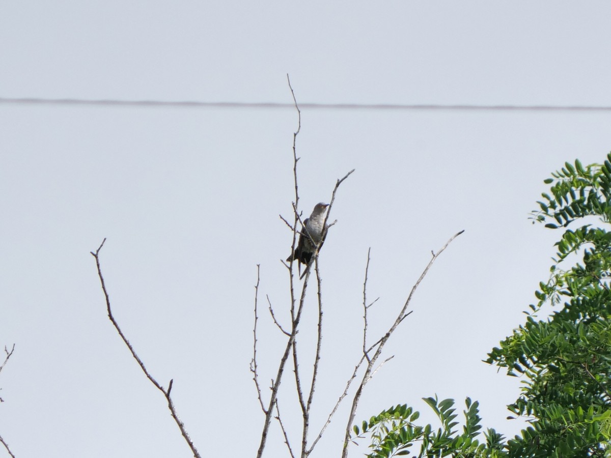 Common Cuckoo - ML468927381