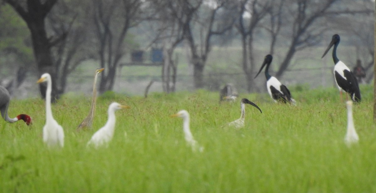ibis černohlavý - ML468929521