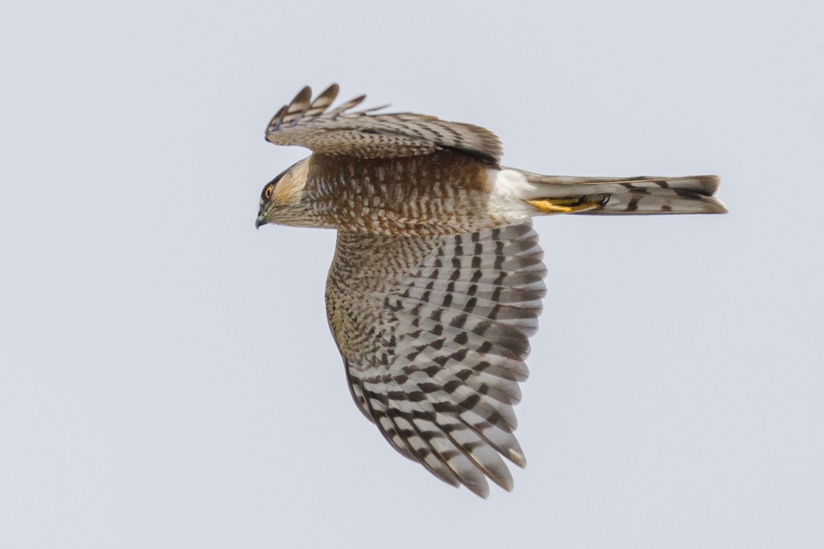 Sharp-shinned Hawk - Kenny Younger