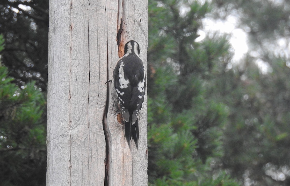 Great Spotted Woodpecker - ML468932001