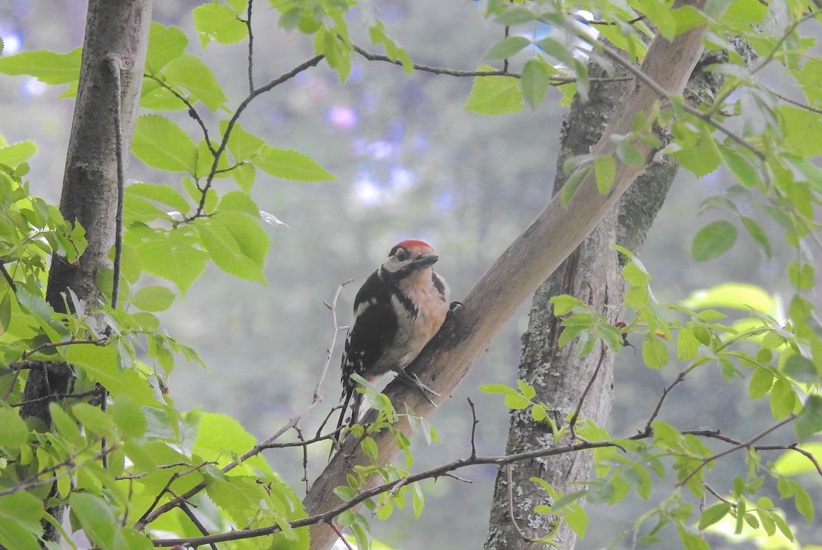 Great Spotted Woodpecker - ML468932031
