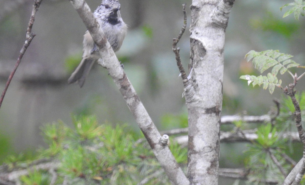 Crested Tit - ML468932091