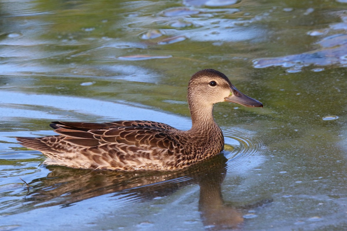 Blue-winged Teal - ML468933491