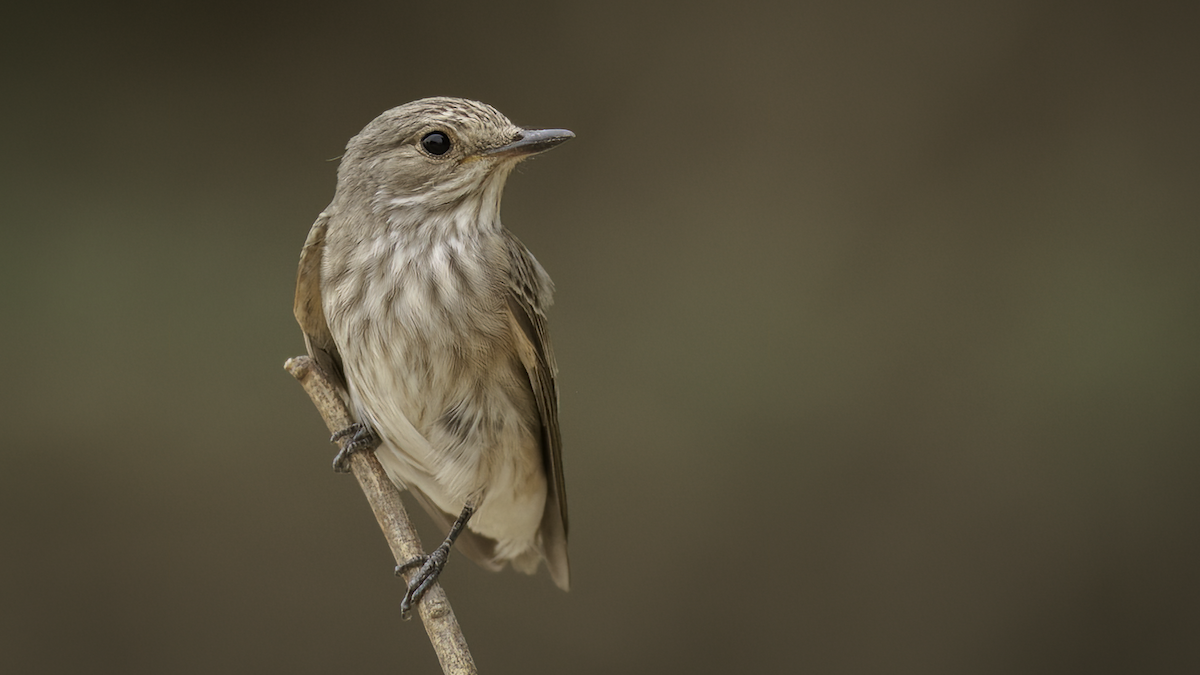 Spotted Flycatcher (Spotted) - ML468935281