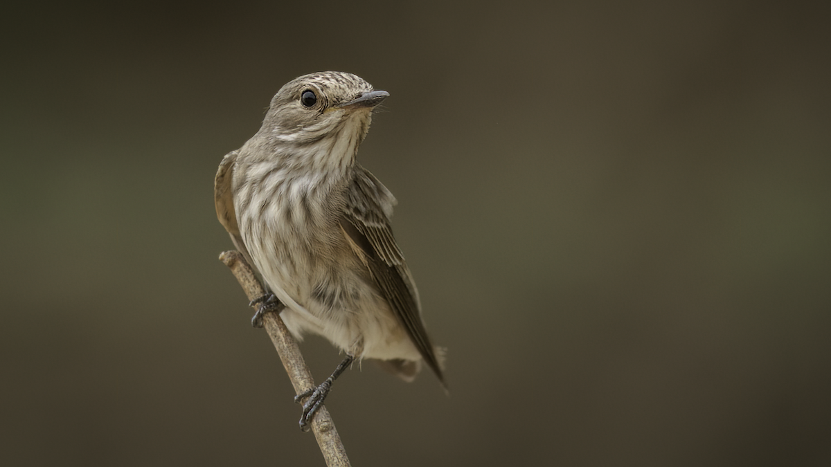Spotted Flycatcher (Spotted) - ML468935541