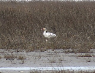 Snow Goose, ML46893911