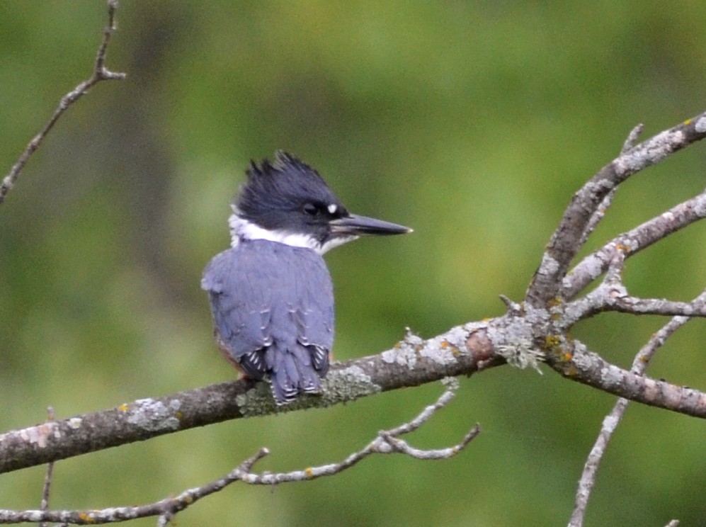 Belted Kingfisher - ML468942811