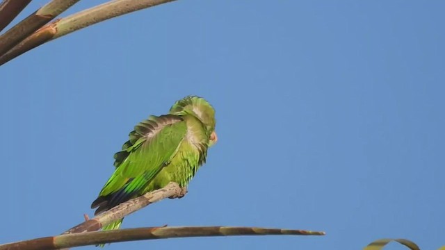 Red-crowned Parrot - ML468948301