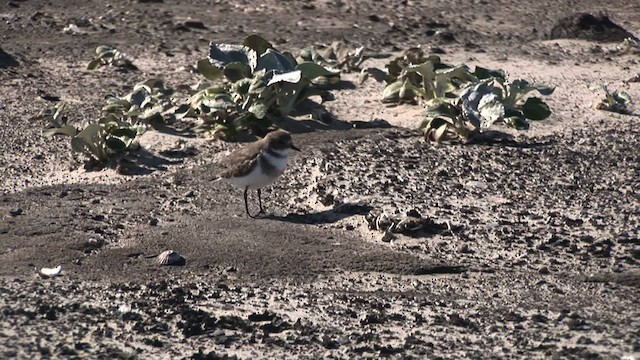 Two-banded Plover - ML468949