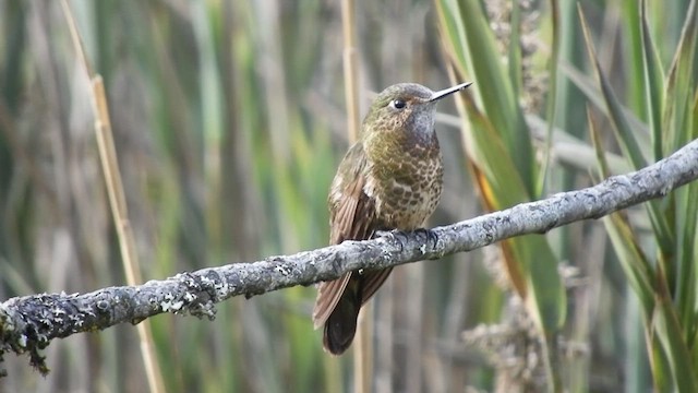 Violet-throated Metaltail - ML468949711