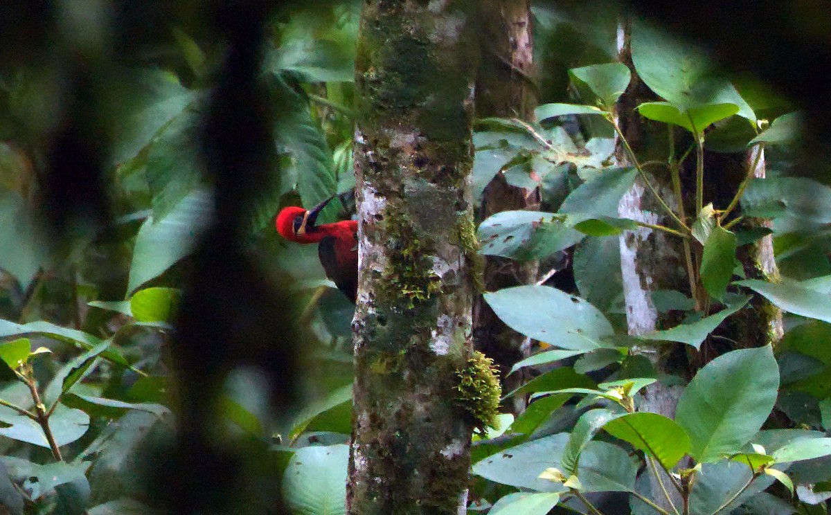 Crimson-bellied Woodpecker (Crimson-bellied) - ML468950041