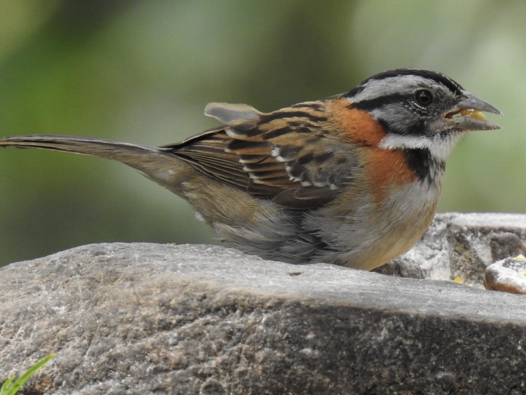 Rufous-collared Sparrow - Jenny Flexman