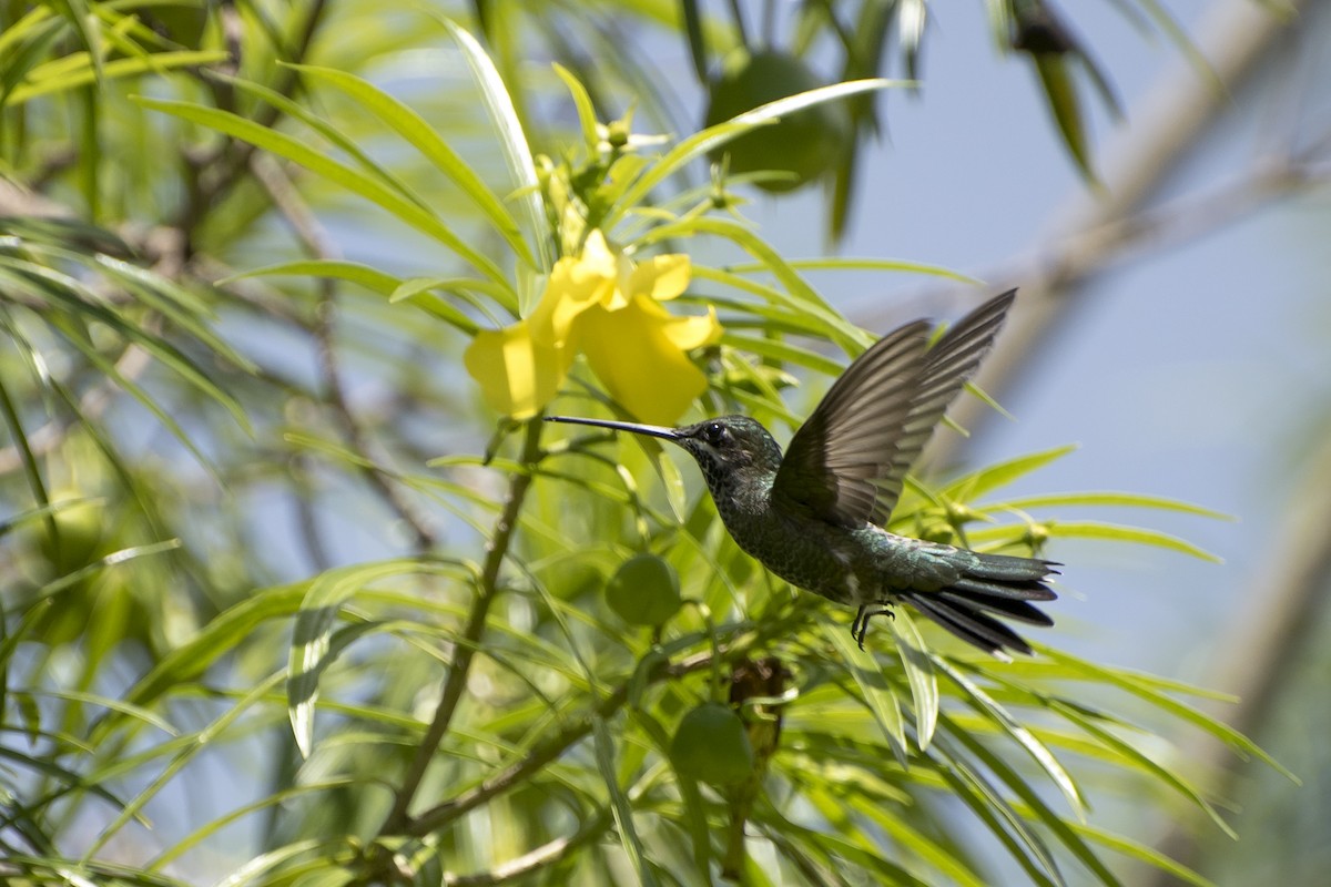 kolibřík fialovolímcový - ML46895521