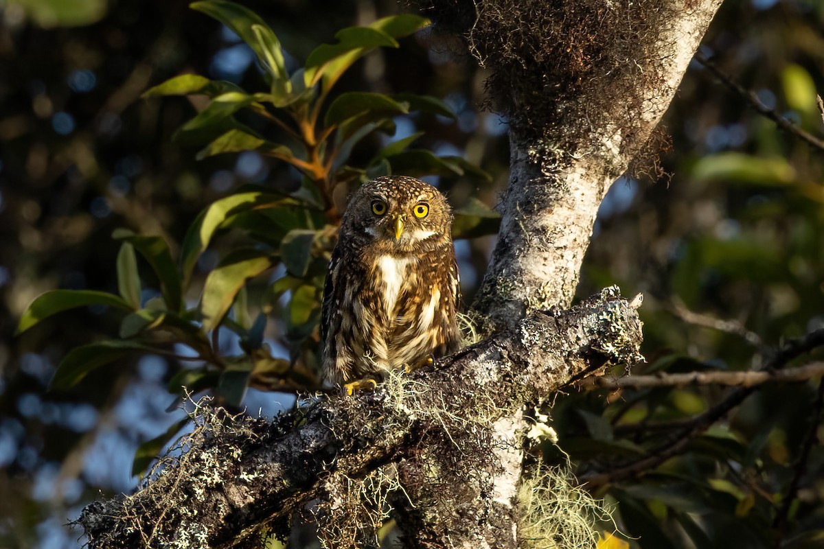 Yungas Pygmy-Owl - ML468957491