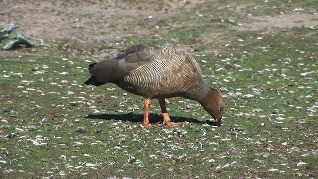 Ruddy-headed Goose - ML468959