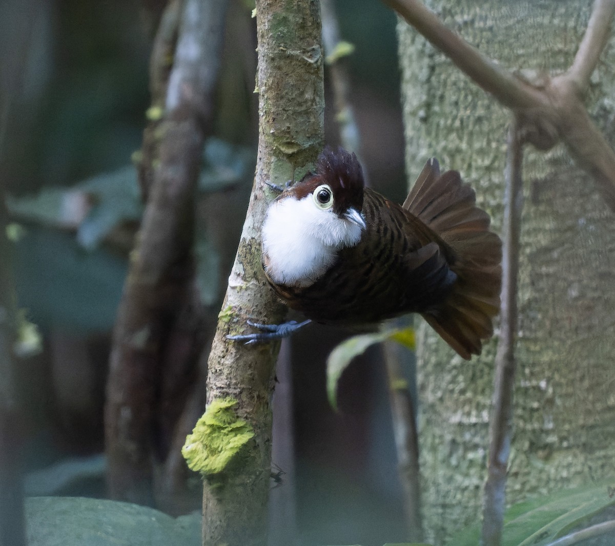 White-breasted Antbird - ML468959751