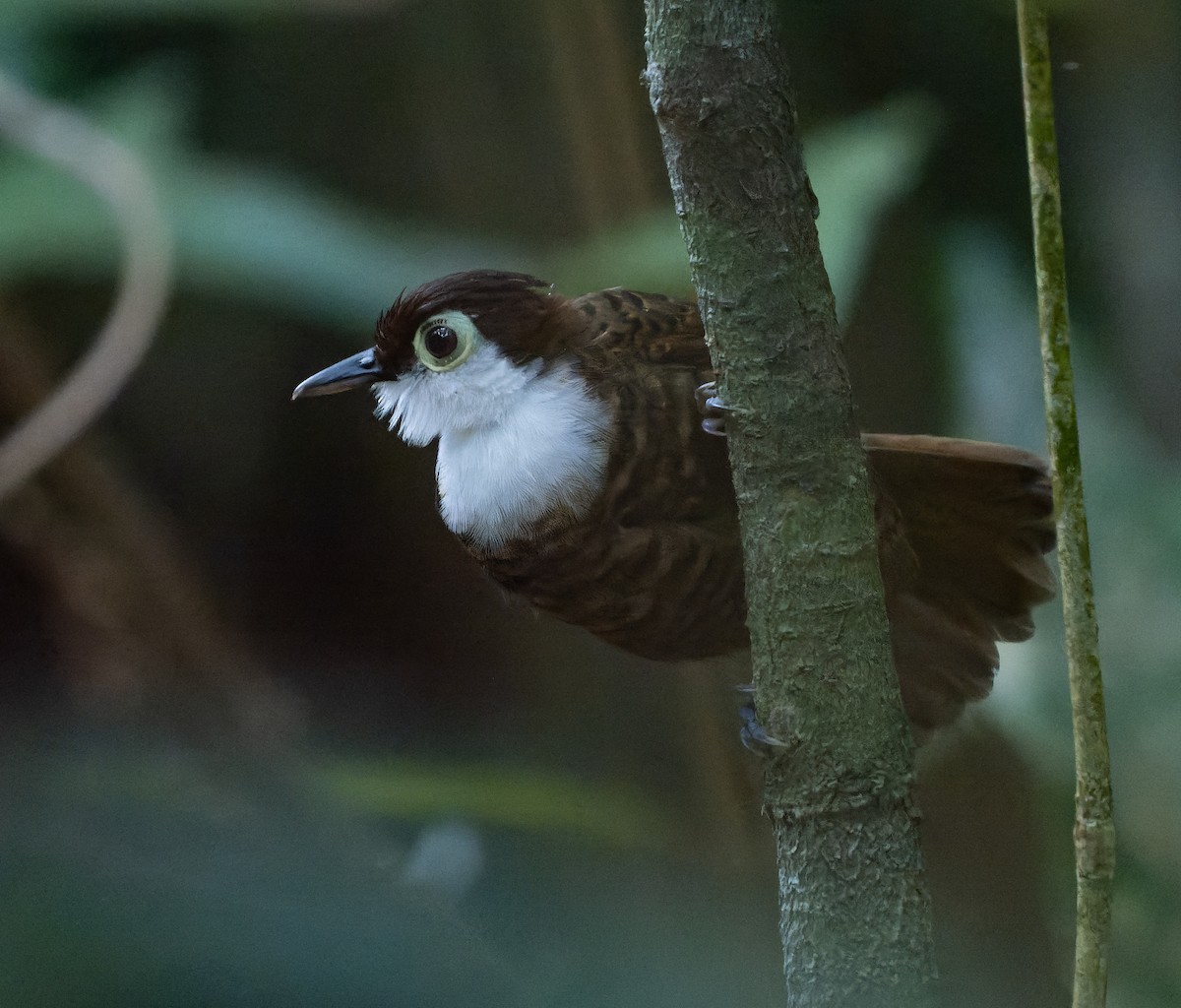 White-breasted Antbird - ML468959761