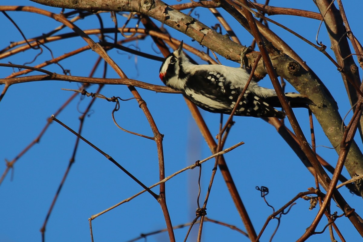 Downy Woodpecker (Eastern) - Rob Bielawski