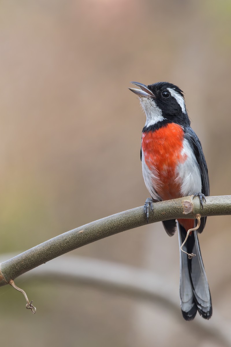 Red-breasted Chat - ML468963251
