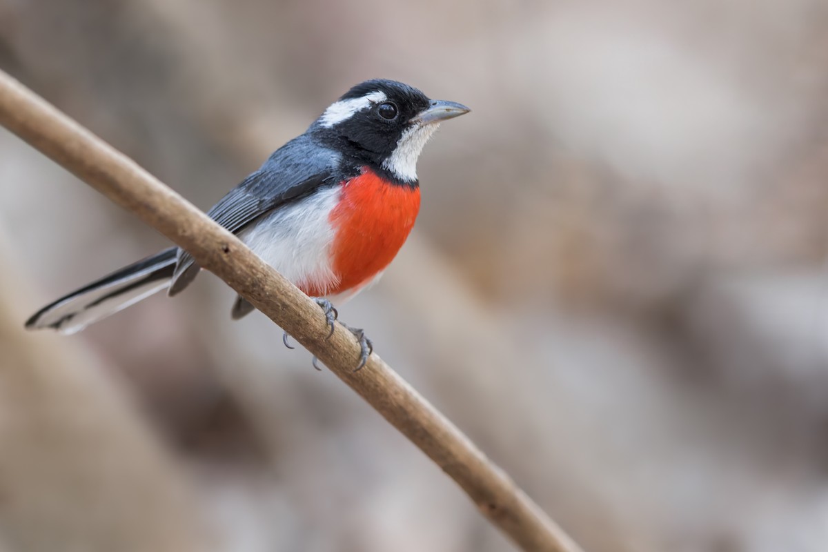 Red-breasted Chat - ML468963261