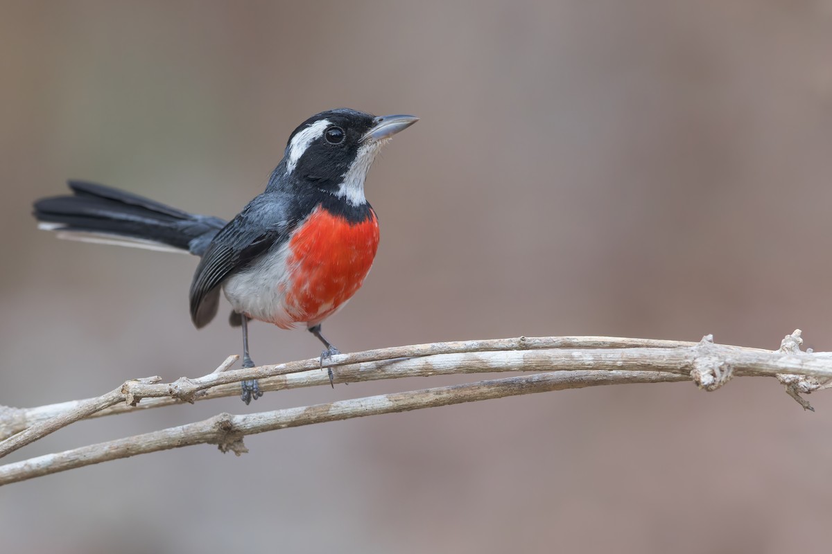 Red-breasted Chat - ML468963371