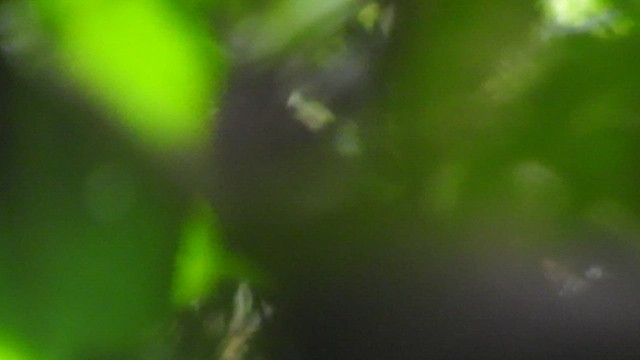 holub olivohřbetý - ML468963561