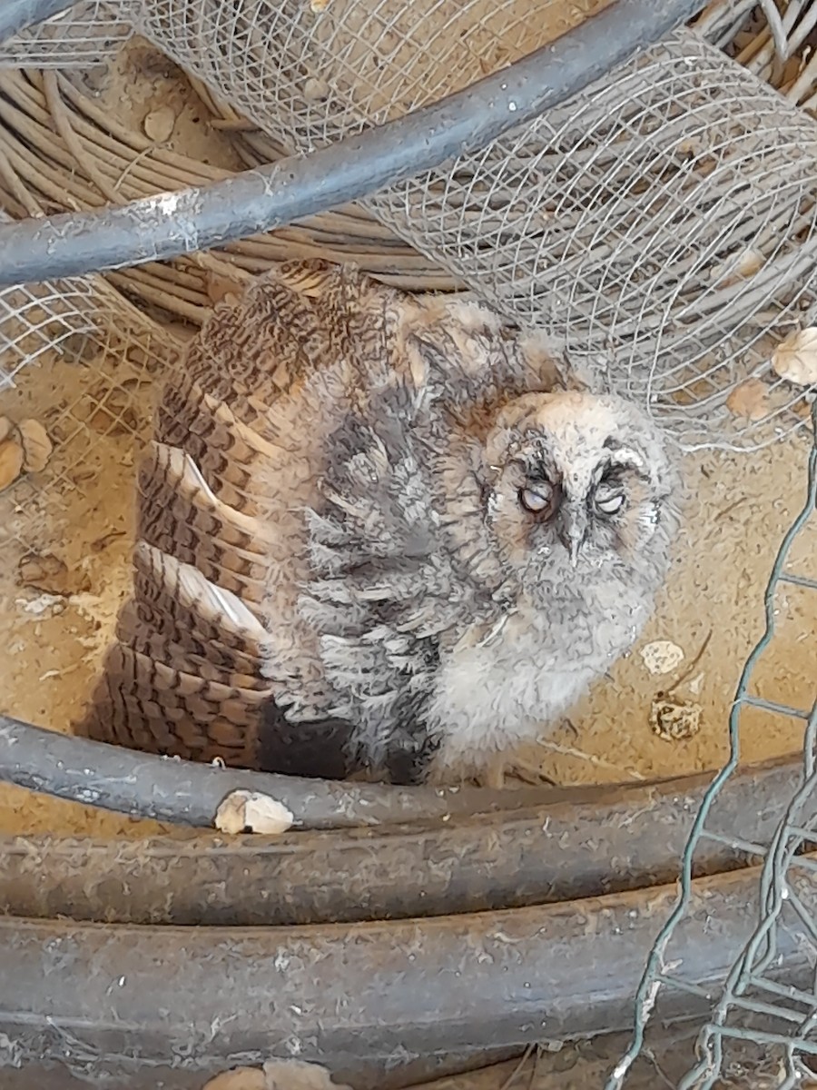 Long-eared Owl - ML468964691