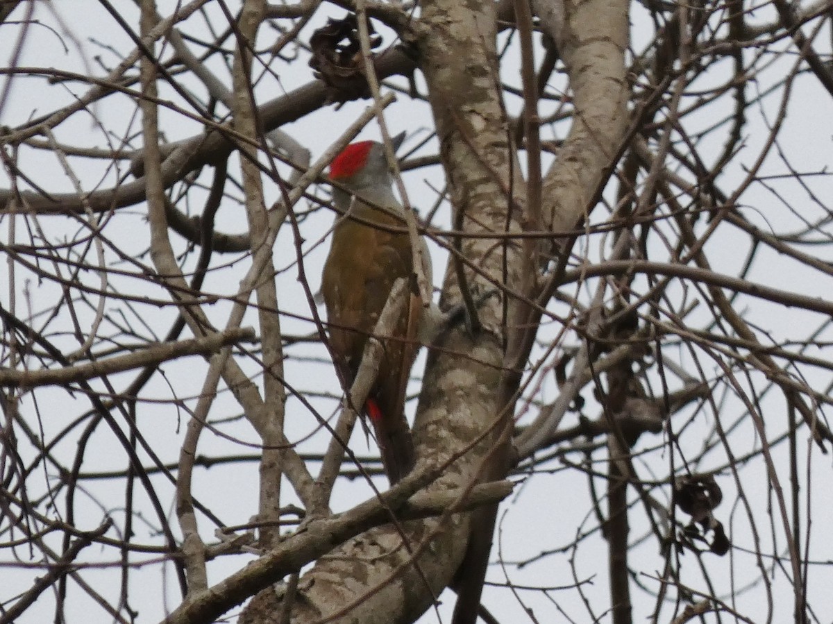 African Gray Woodpecker (Gray) - ML468964901