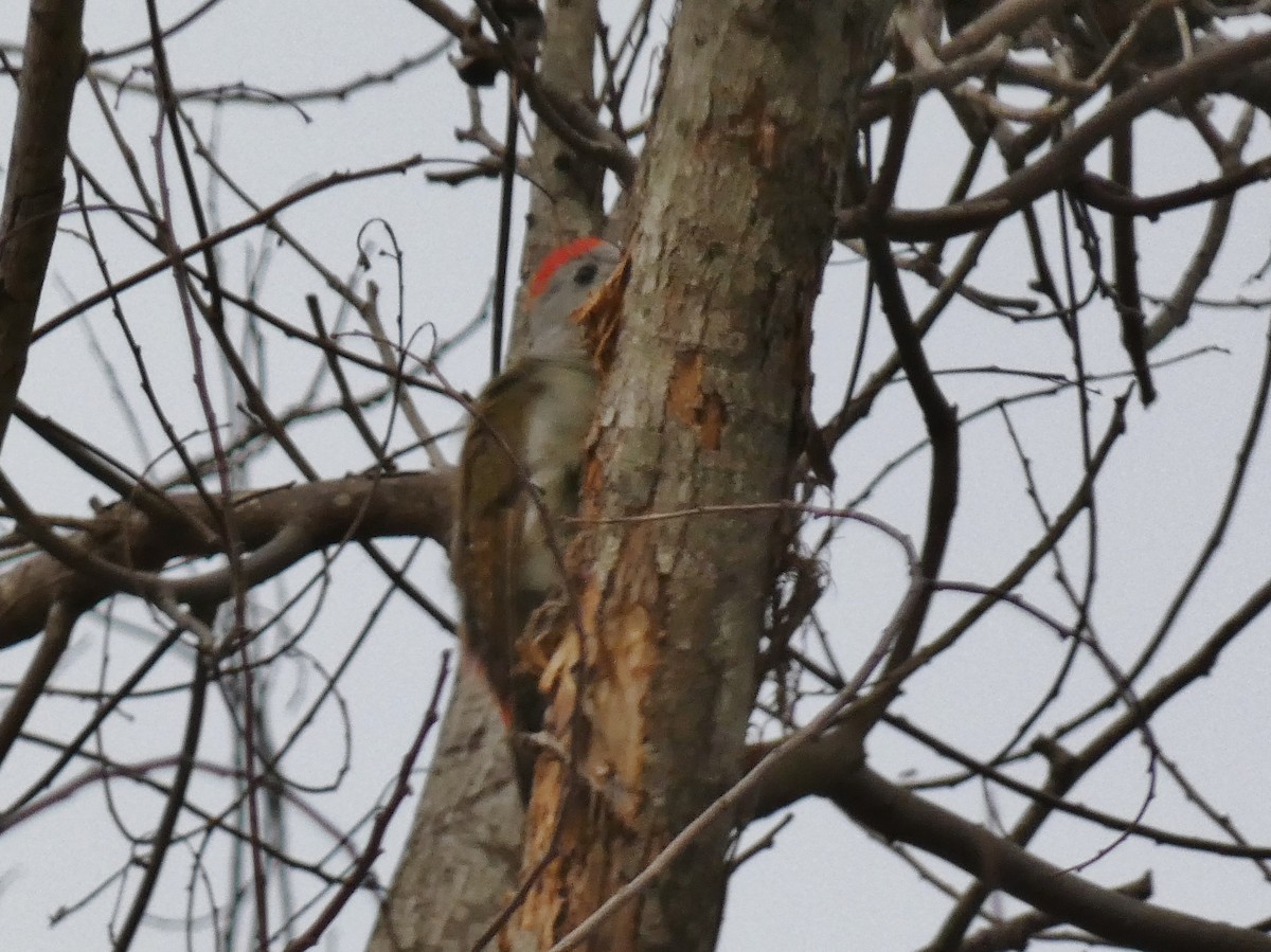 African Gray Woodpecker (Gray) - ML468965081